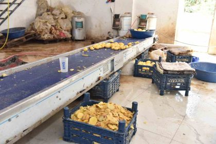 otel-ve-restoranlara-verilen-15-ton-islenmis-patates-imha-edildi