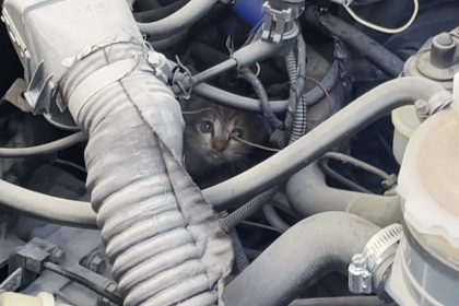 polis-ve-itfaiyenin-kedi-kurtarma-operasyonu