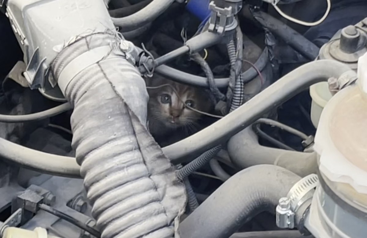 polis-ve-itfaiyenin-kedi-kurtarma-operasyonu