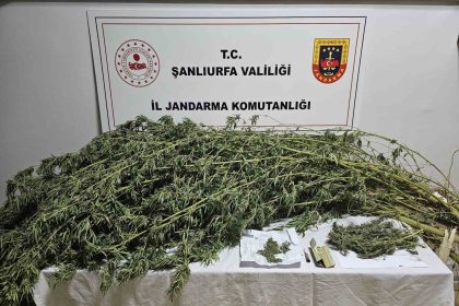 sanliurfada-esrar-ve-kenevir-bitkisi-ele-gecirildi