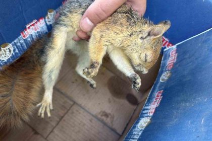 sirnakta-yaban-hayvanlari-tedavi-altina-alindi