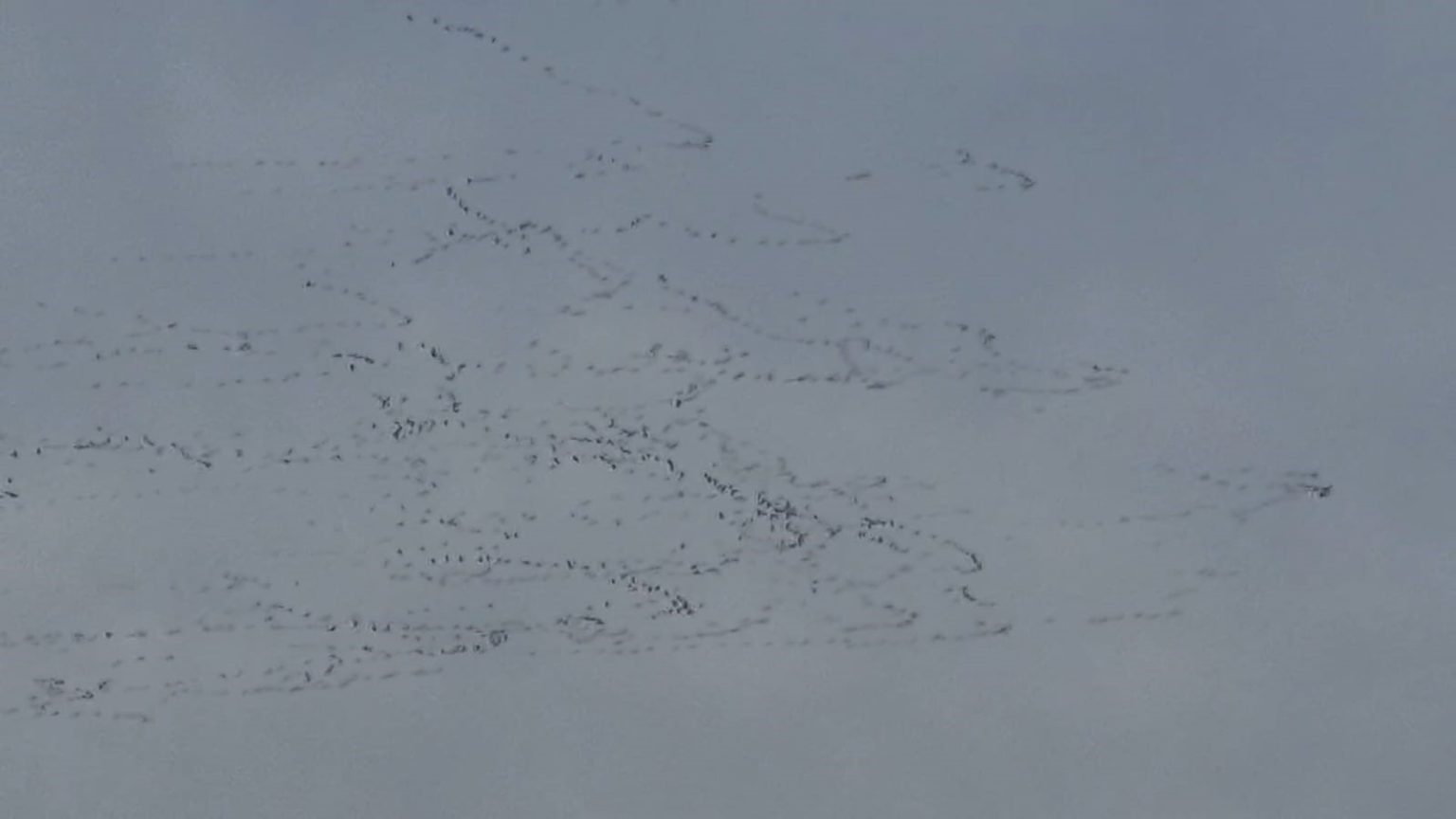 tekirdagda-gokyuzunde-leylek-soleni