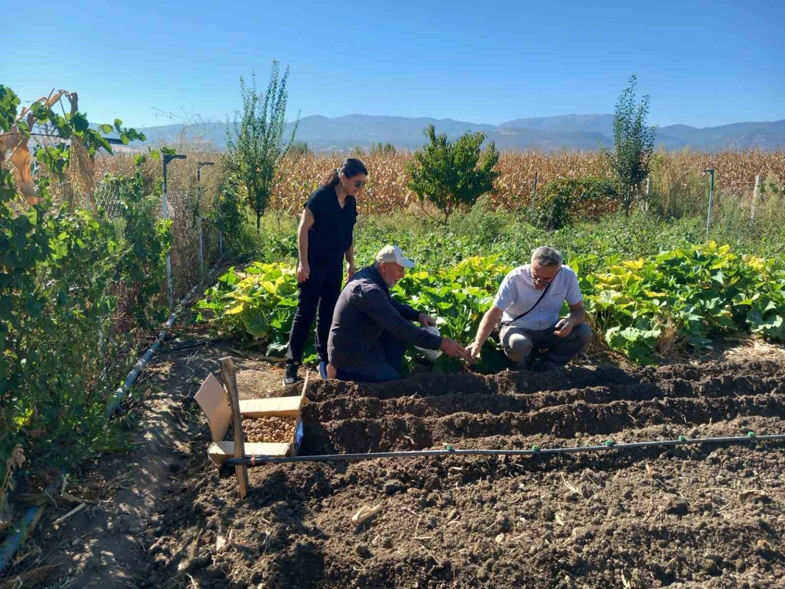 tokatta-salep-uretimine-baslanildi