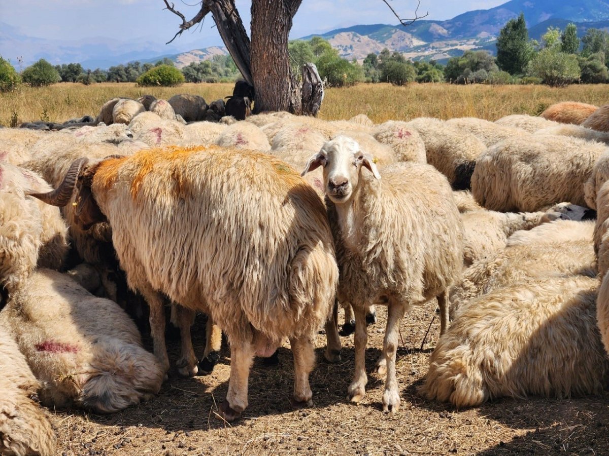 tuncelide-sap-hastaligi-nedeniyle-uygulanan-hayvan-hareket-kisitlamalari-kaldirildi