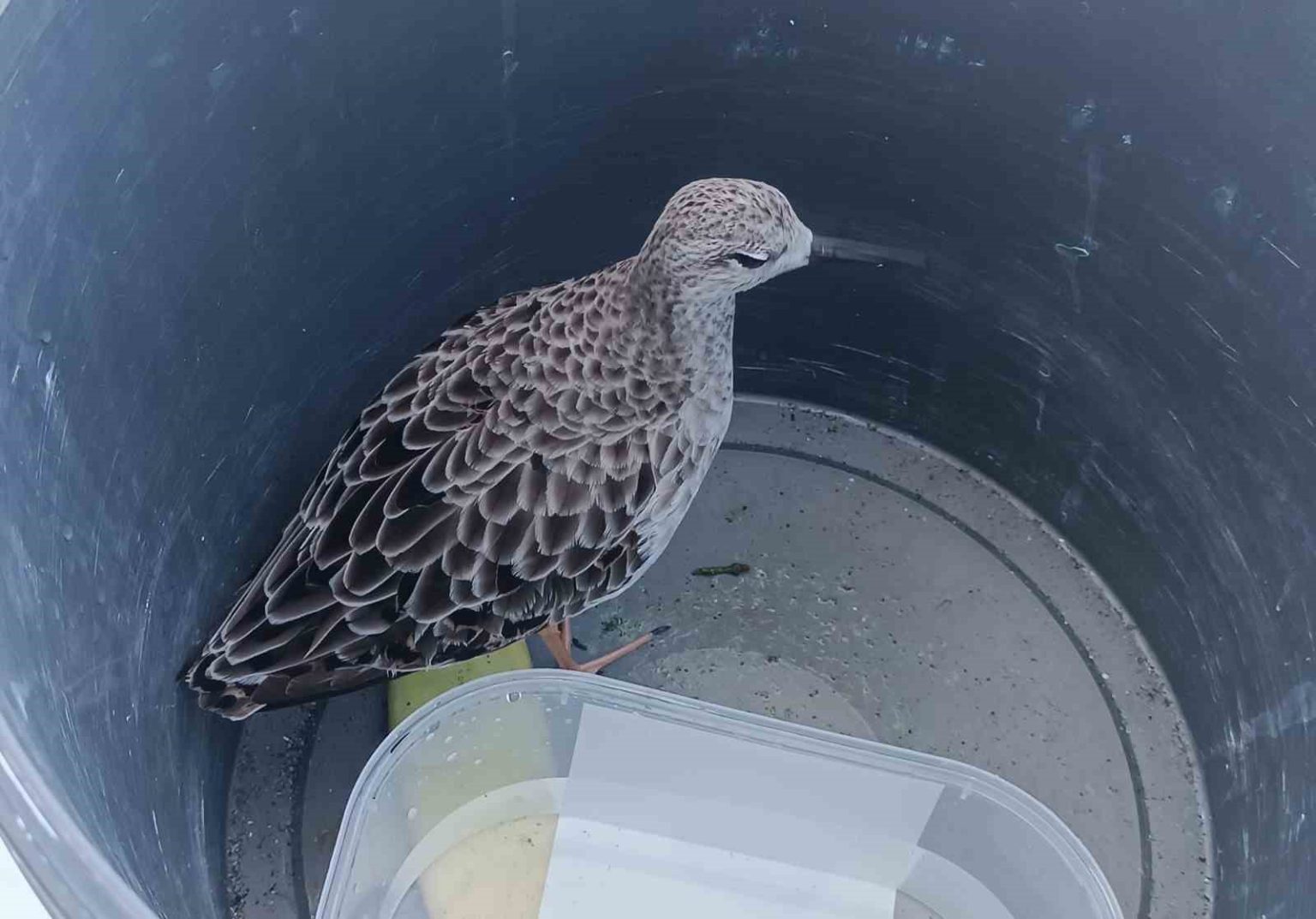 turkiyede-nadir-rastlanan-kus-turu-cami-imami-tarafindan-yarali-bulundu