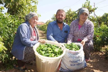 unlu-emcelli-biberi-yok-oluyor