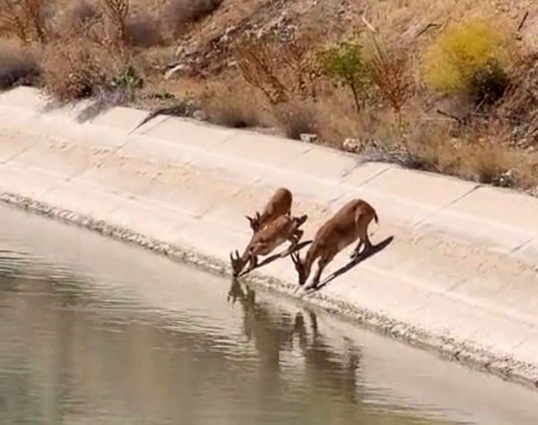 yaban-kecileri-sulama-kanalinda-su-icerken-goruntulendi