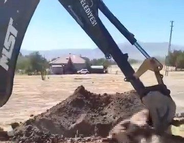 yazikonakta-olu-hayvanin-yerlesim-alanina-gomulmesine-vatandastan-tepki