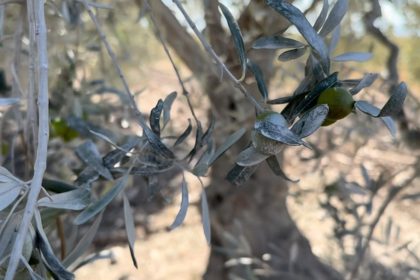 bursa-betonun-tozu-ciftciyi-perisan-etti