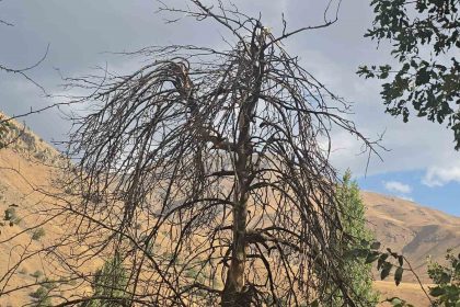 hakkarinin-cevizli-koyunde-agaclar-kurudu-tarlalar-susuz-kaldi