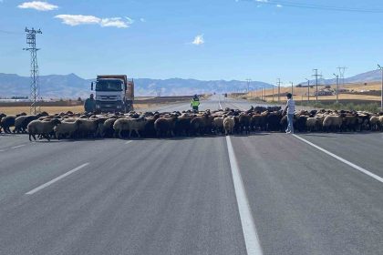 musta-guvenli-hayvan-gecisleri-projesi-uygulandi