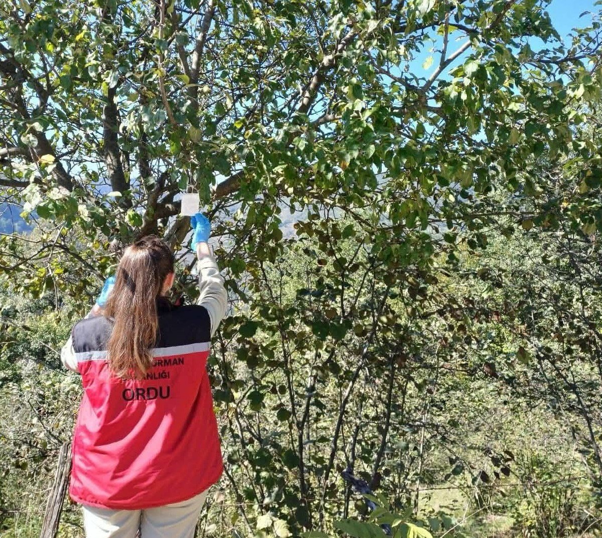 orduda-kahverengi-kokarca-ile-mucadele-calismalari-suruyor