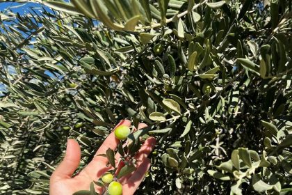 sirnakta-zeytin-rekoltesi-icin-ilk-veriler-toplandi