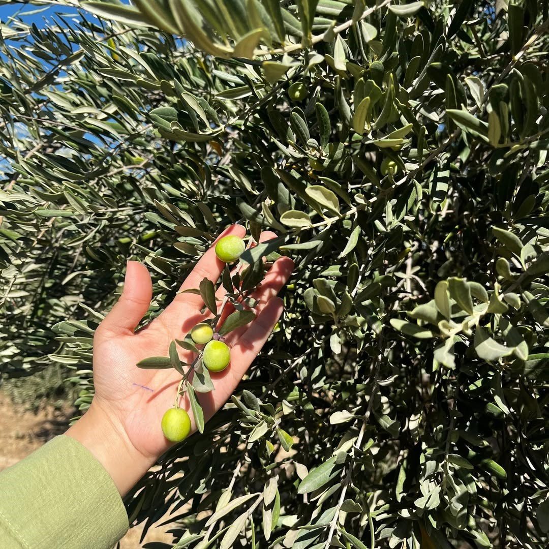 sirnakta-zeytin-rekoltesi-icin-ilk-veriler-toplandi