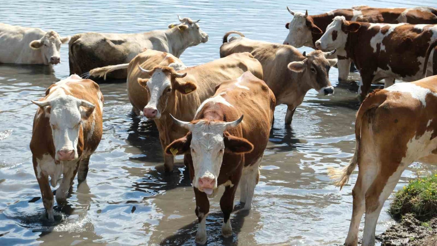 turkiyenin-2024-hayvan-varligi-istatistikleri-aciklandi