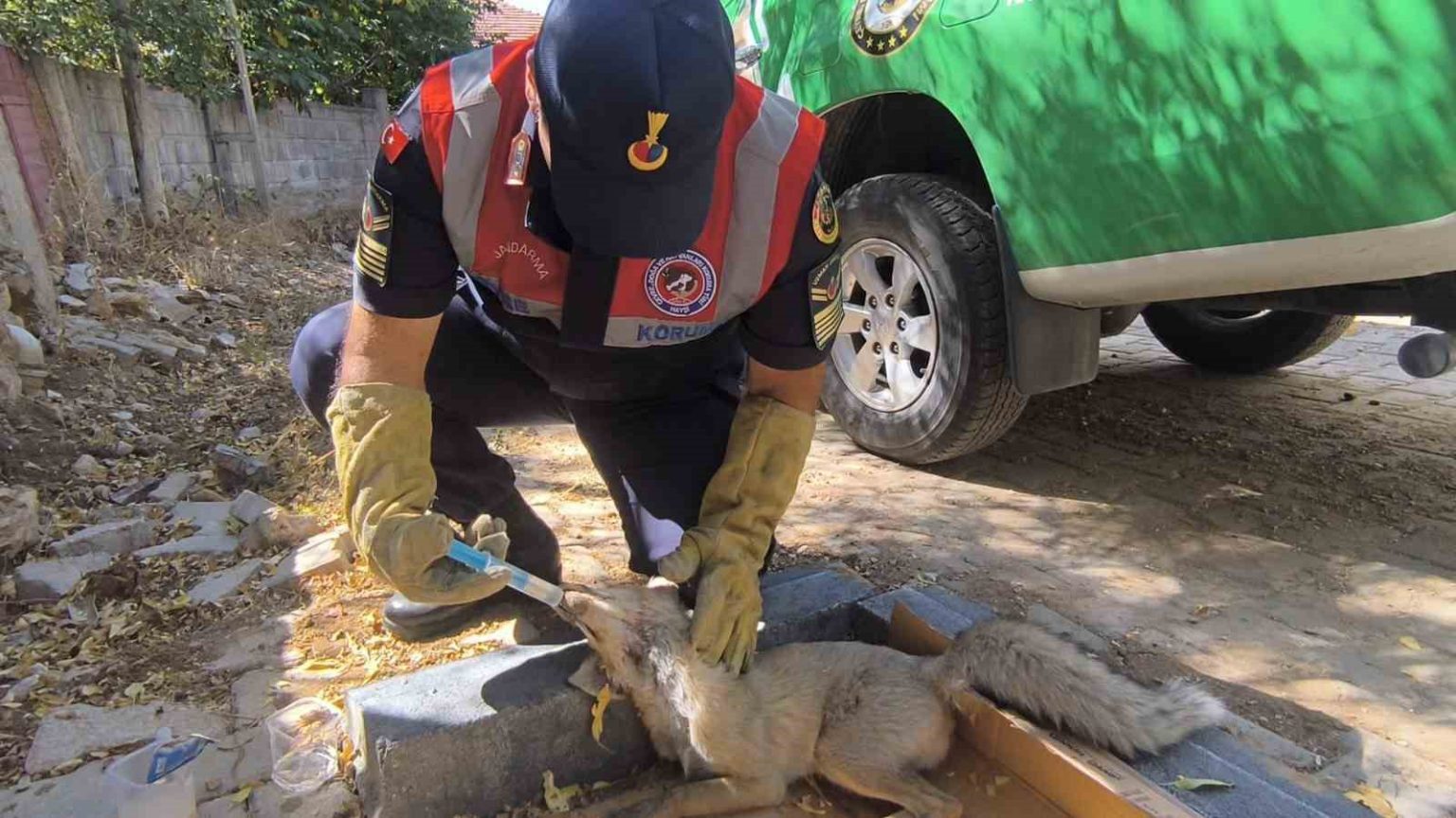 yarali-tilki-tedavi-altina-alindi