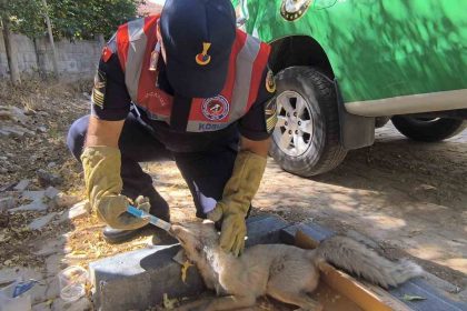 yarali-tilki-tedavi-altina-alindi