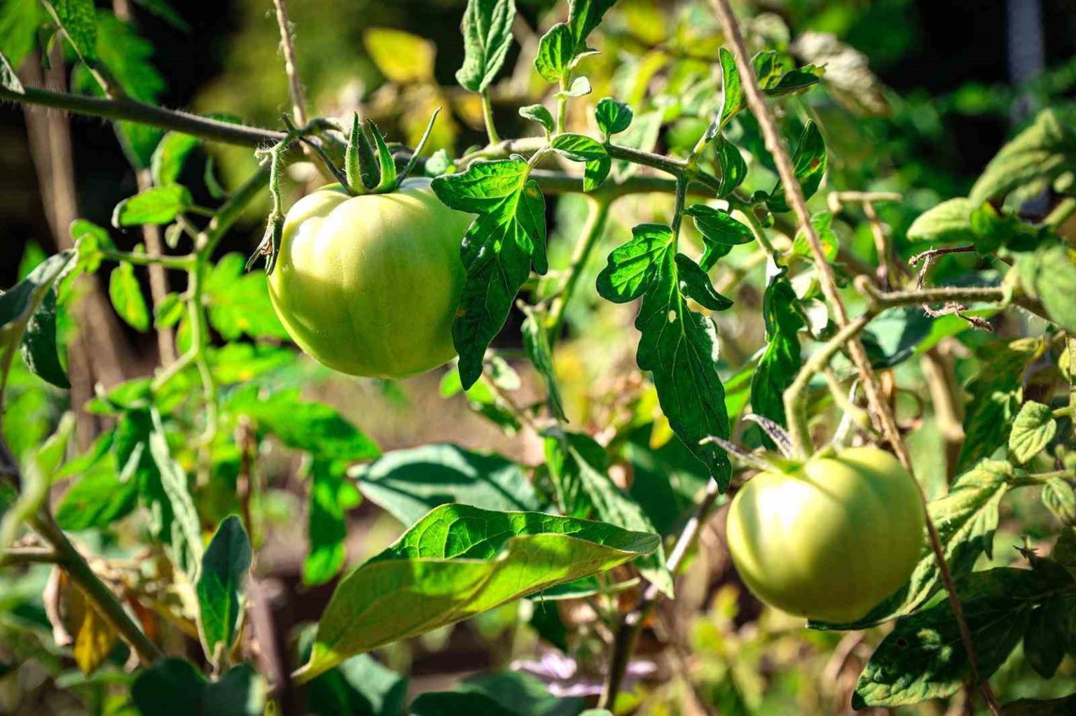 atasehir-belediyesi-kent-bostanlari-icin-yeni-donem-basvurulari-basliyor