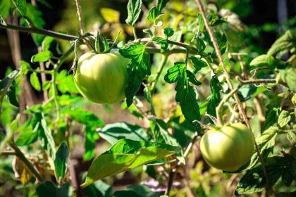 atasehir-belediyesi-kent-bostanlari-icin-yeni-donem-basvurulari-basliyor