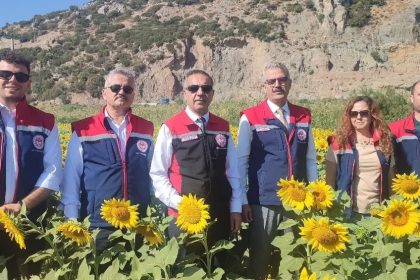 aydinda-95-bin-dekar-alanda-aycicegi-ekiliyor