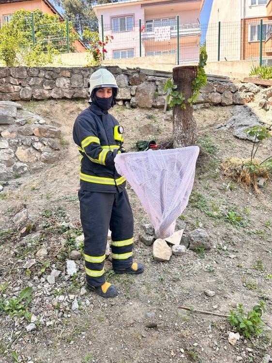 bilecikte-caddede-yakalanan-oluklu-kertenkele-dogaya-salindi