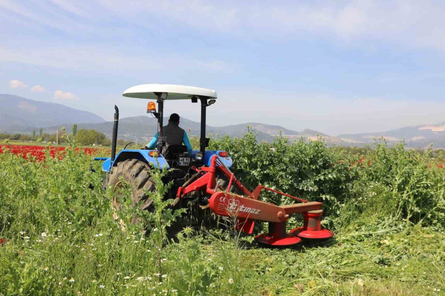 buyuksehirden-ureticilere-ucretsiz-yem-bitkisi-tohumu-destegi