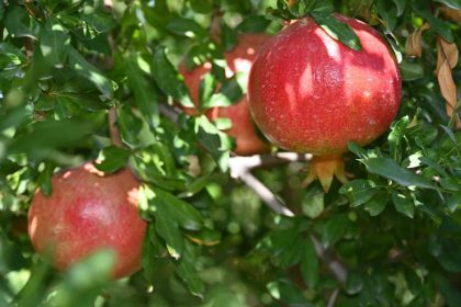 denizlide-nar-hasadi-basladi