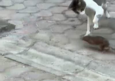 esnaf-kedi-ile-farenin-kapismasini-mac-anlatir-gibi-anlatti