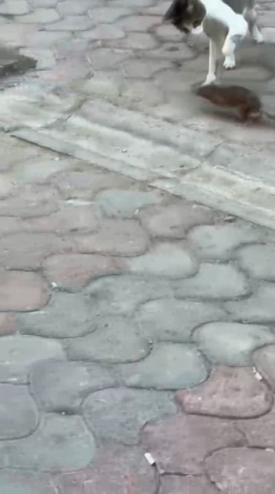 esnaf-kedi-ile-farenin-kapismasini-mac-anlatir-gibi-anlatti