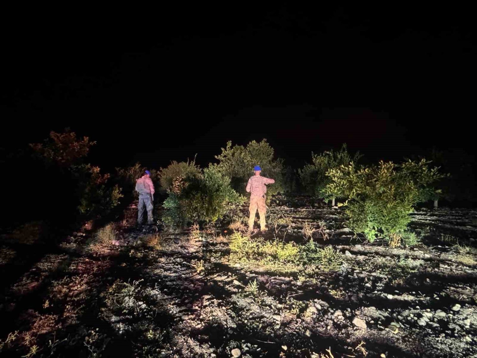 jandarma-ekipleri-narenciye-hirsizlarina-karsi-devriyede