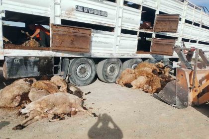 konyada-devrilen-tirdaki-147-kucukbas-hayvan-telef-oldu