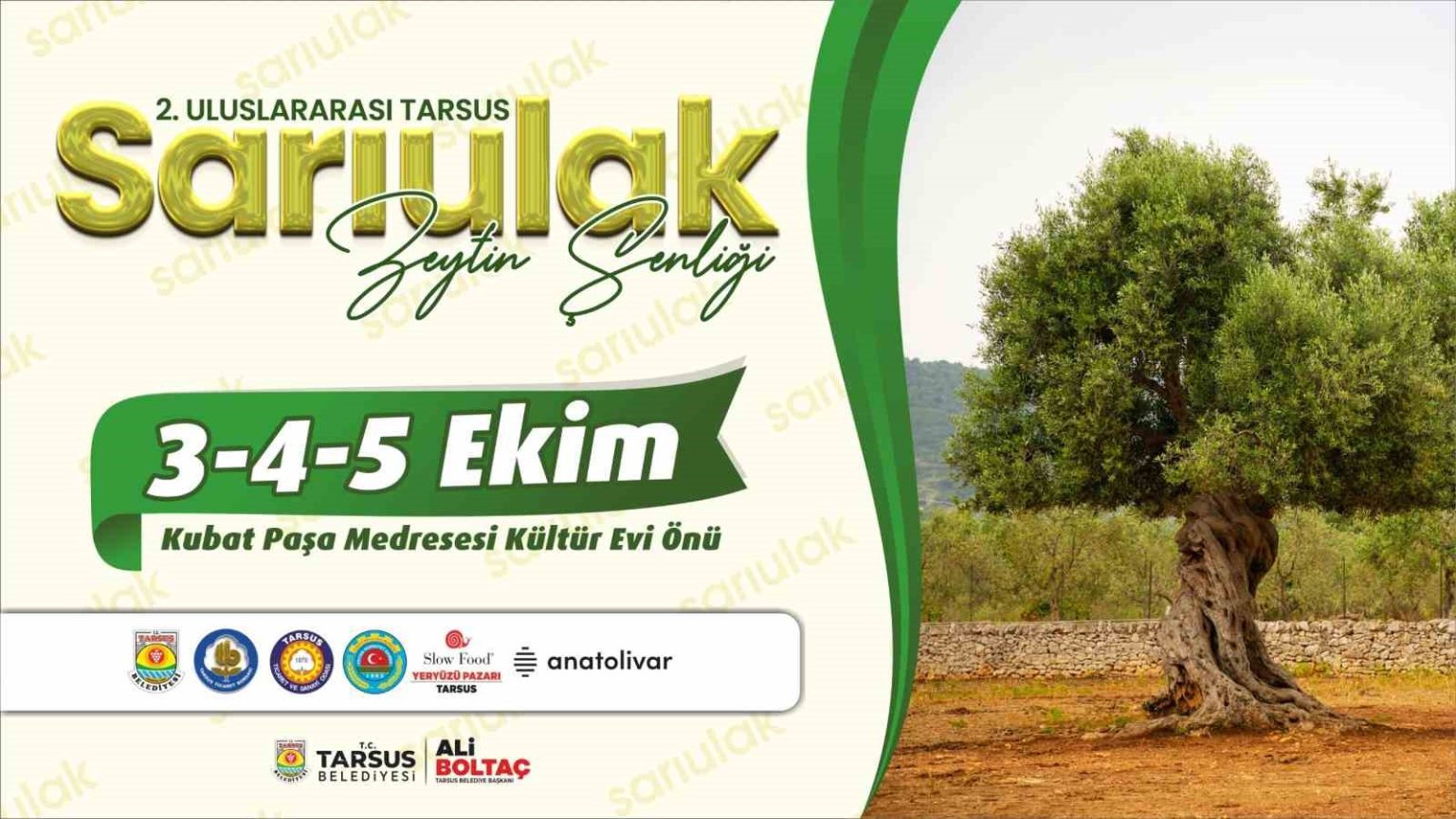 tarsusta-sari-ulak-zeytin-senligi-3-ekimde-basliyor
