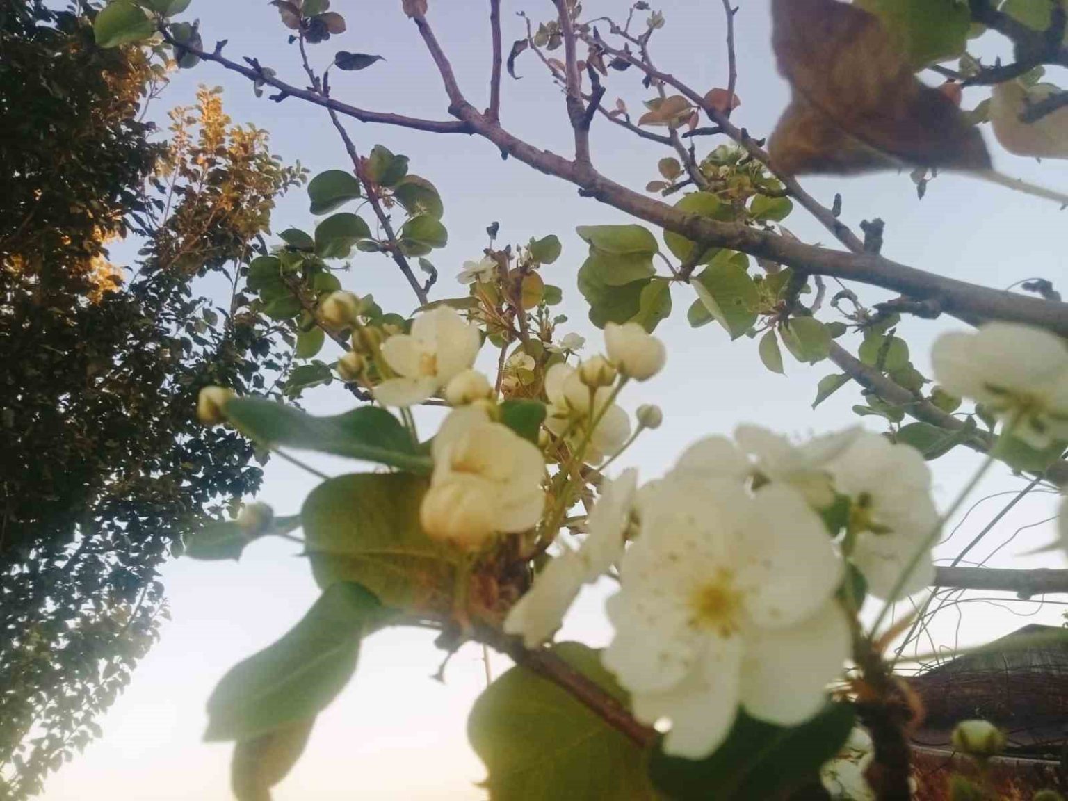 tuncelide-cicek-acan-armut-agaci-sasirtti