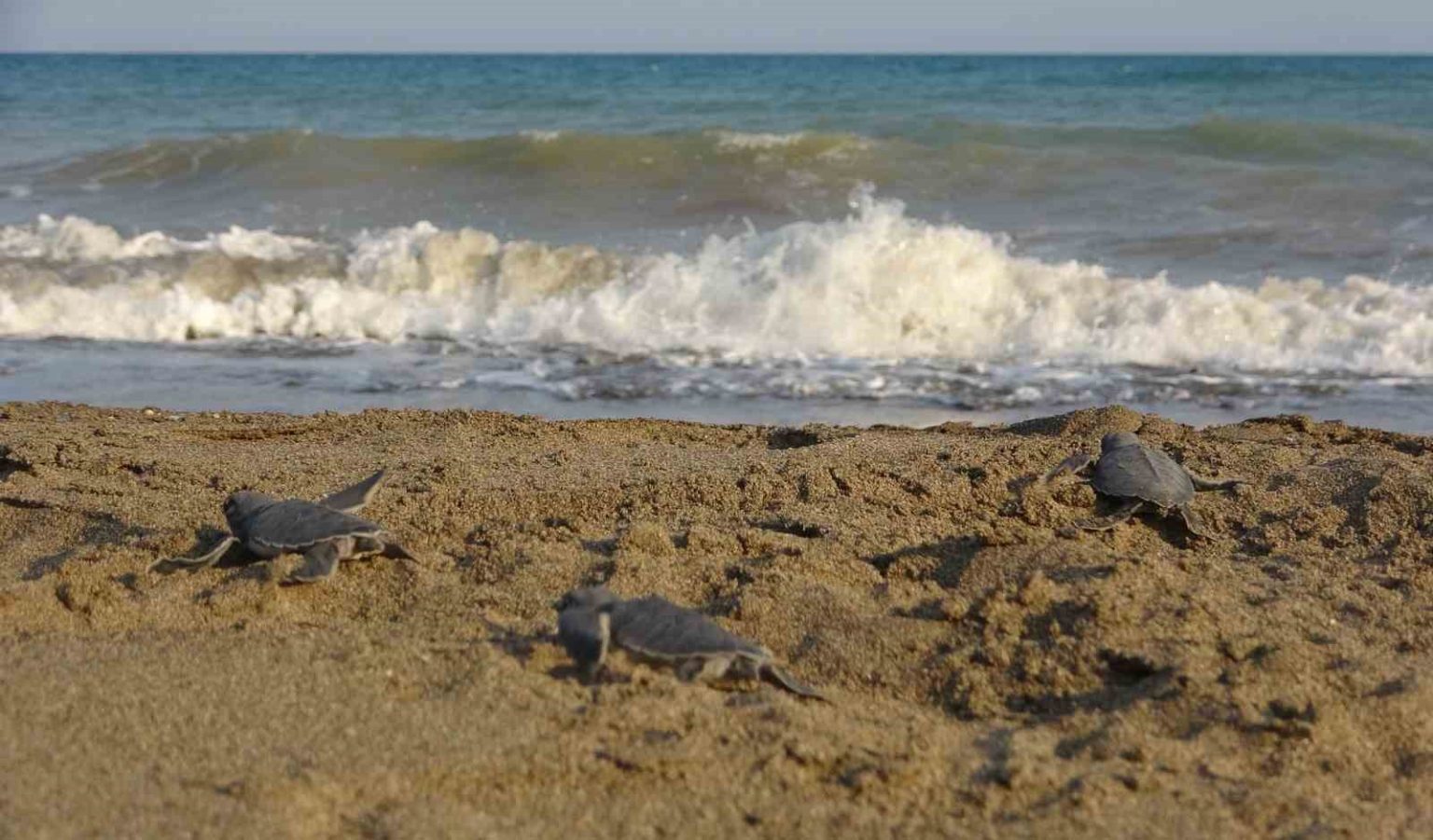 yavru-caretta-carettlarin-cikislari-tamamlandi-210-bin-yavru-denizle-bulustu