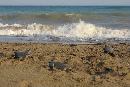 yavru-caretta-carettlarin-cikislari-tamamlandi-210-bin-yavru-denizle-bulustu