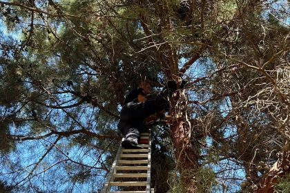 cam-agacinda-mahsur-kalan-kediyi-itfaiye-kurtardi