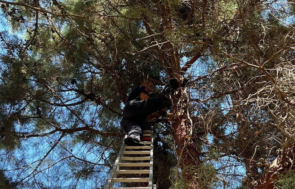 cam-agacinda-mahsur-kalan-kediyi-itfaiye-kurtardi