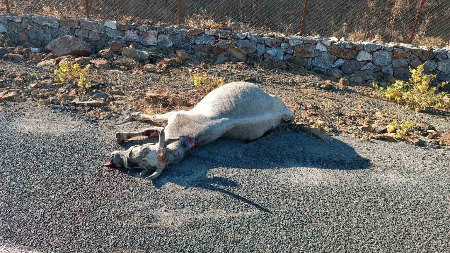 elazigda-otomobilin-carptigi-at-telef-oldu