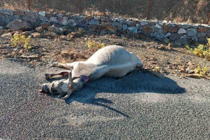 elazigda-otomobilin-carptigi-at-telef-oldu