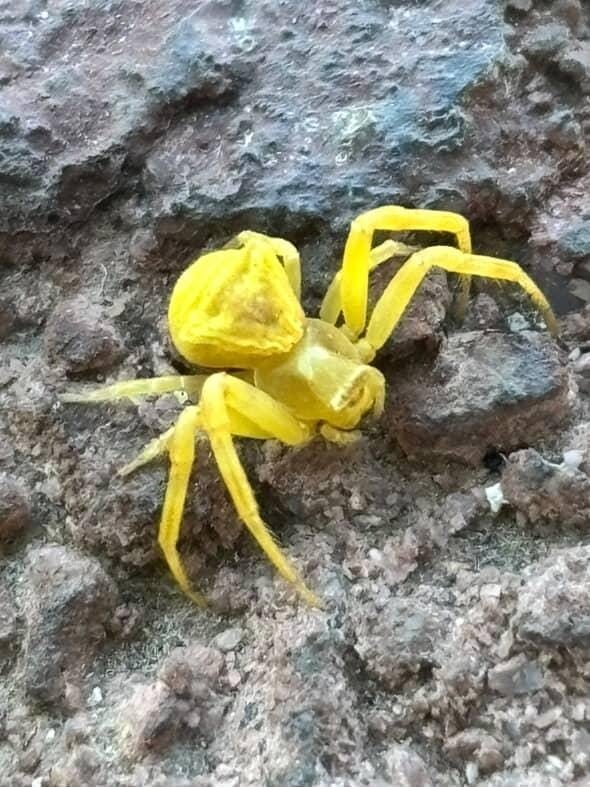 elazigda-sari-yengec-orumcegi-goruldu