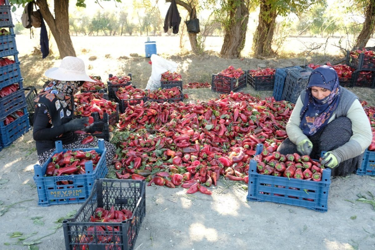 erzincanda-100-tonluk-uretim-hedefi-gercek-oldu