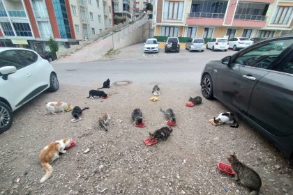 evinin-onune-gelen-kedileri-her-sabah-besliyor