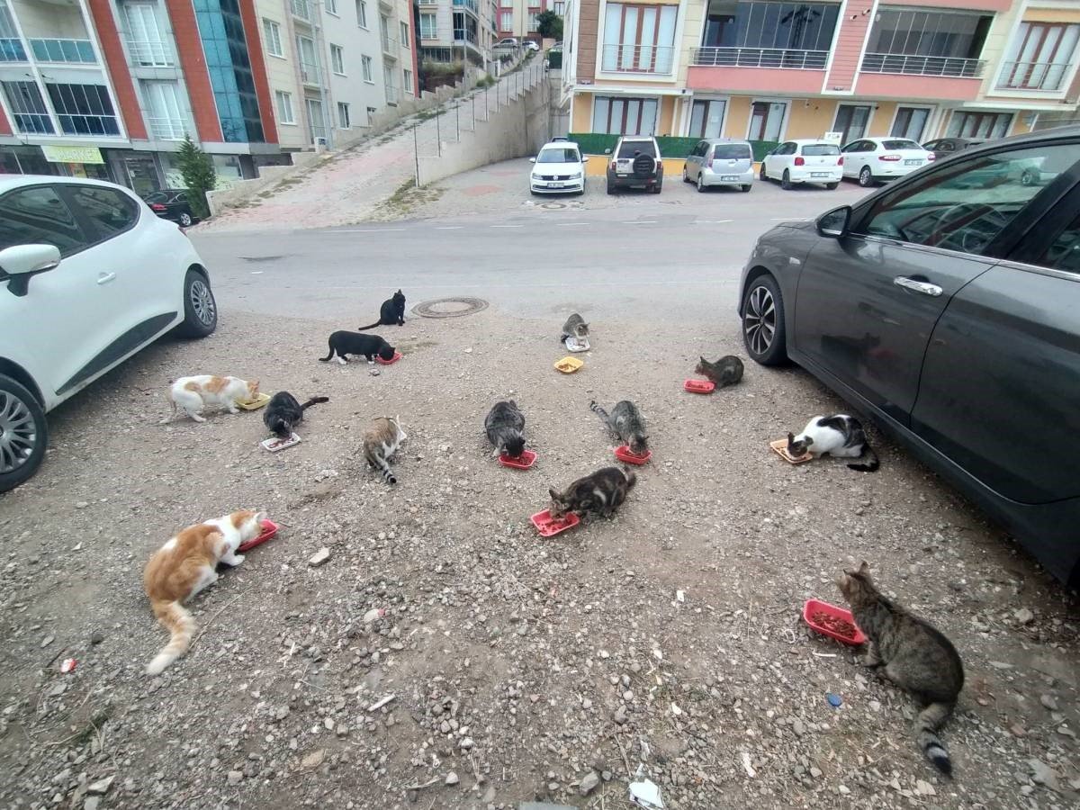 evinin-onune-gelen-kedileri-her-sabah-besliyor