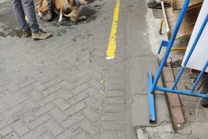gaziosmanpasada-agizliksiz-gezdirilen-pitbull-baska-kopege-saldirdi