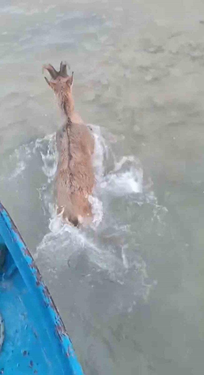 kurtlardan-kacarken-gole-dusen-dag-kecisini-balikcilar-kurtardi