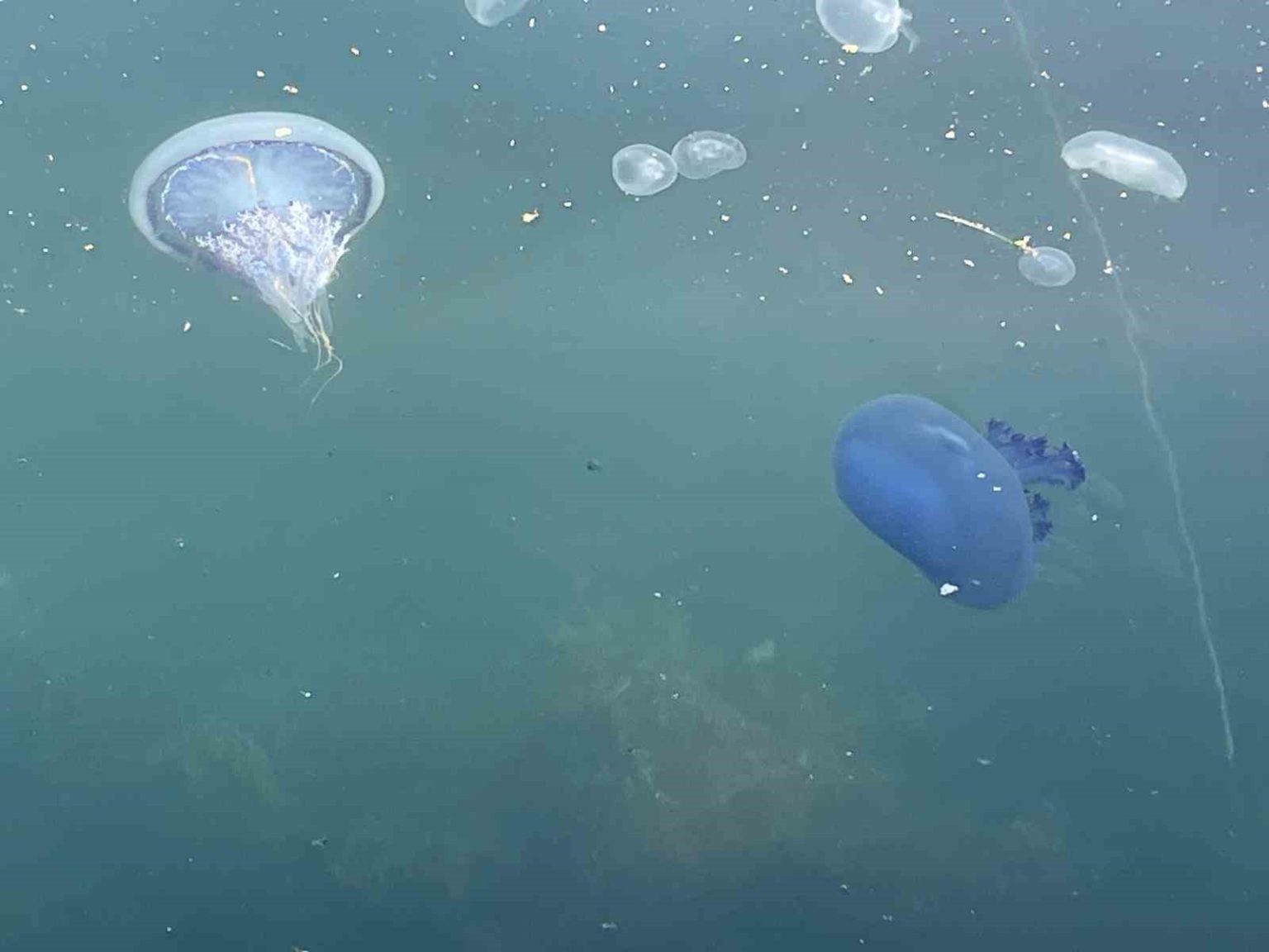 musilaj-basladi-denizanalari-oldu