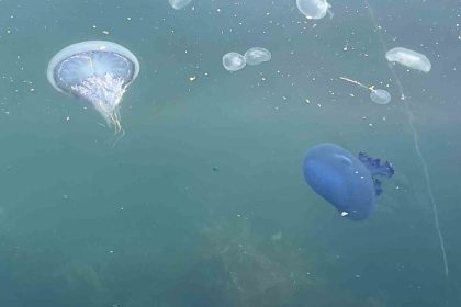 musilaj-basladi-denizanalari-oldu