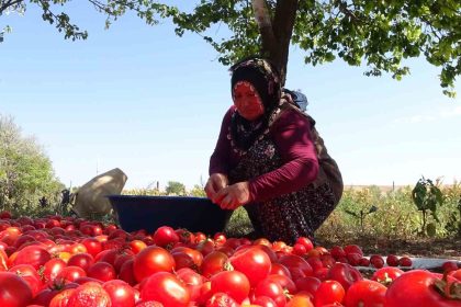 uc-yil-omurlu-ev-yapimi-salcalar-pisirilmeye-baslandi