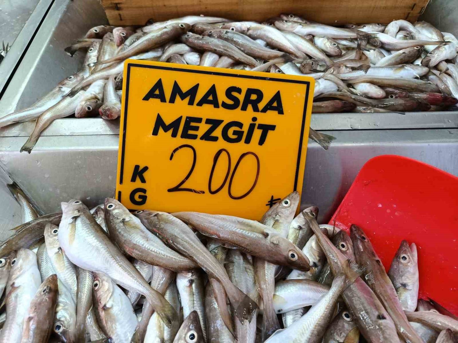 balikcilar-palamut-icin-kestane-karasini-bekliyor