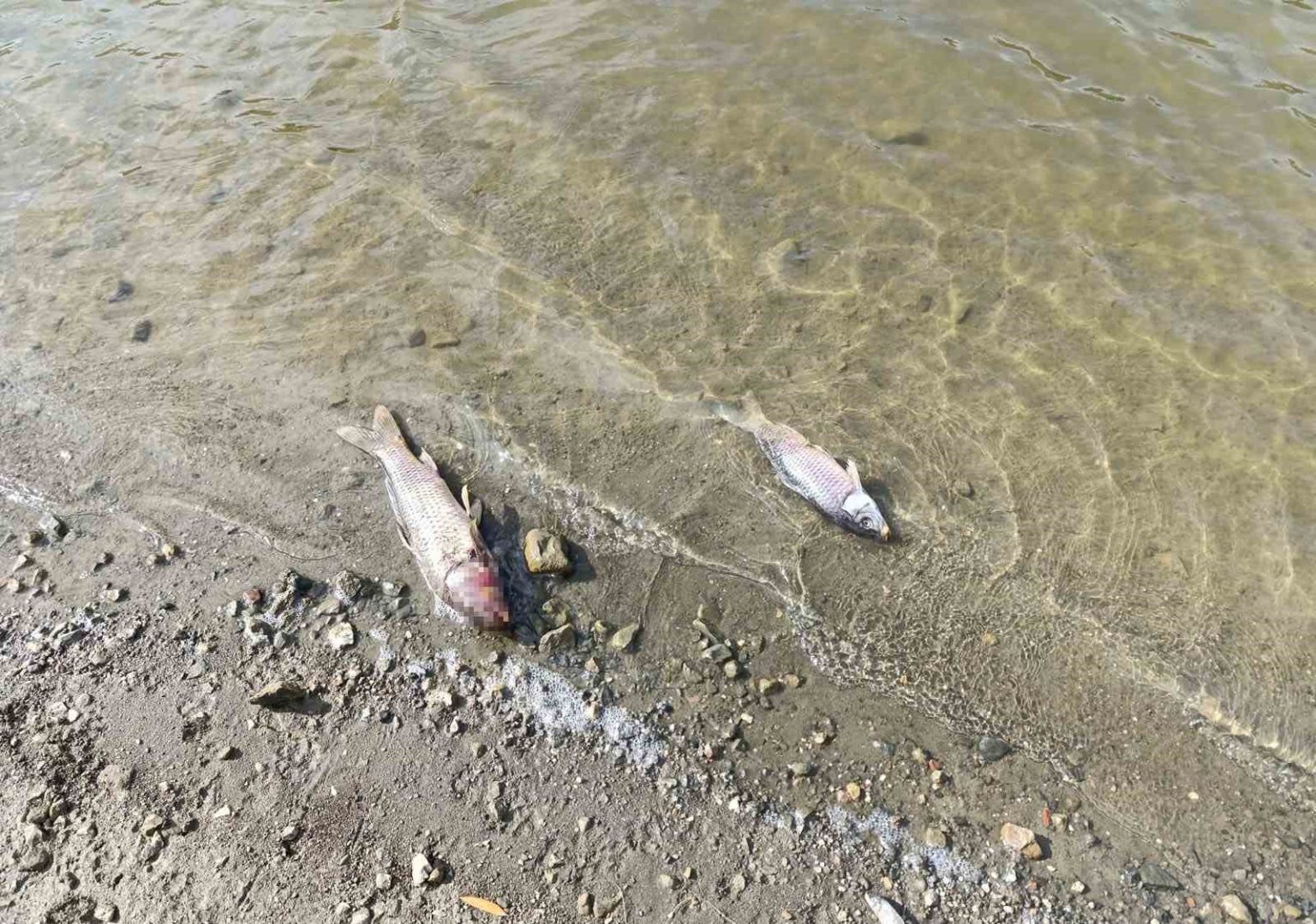 burcun-goletinde-balik-olumleri